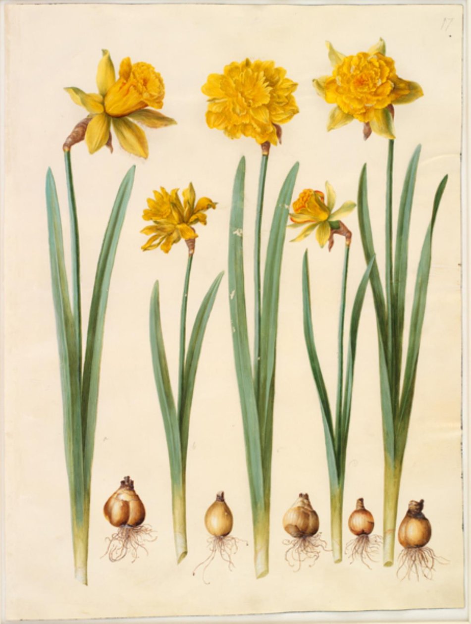 Narcyz pseudonarcissus autorstwa Hans Simon Holtzbecker