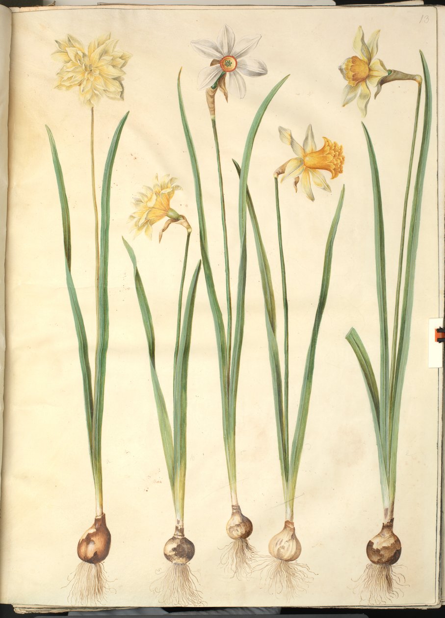 Narcissus pseudonarcissus, Narcissus poeticus, Narcissus × incomparabilis autorstwa Hans Simon Holtzbecker