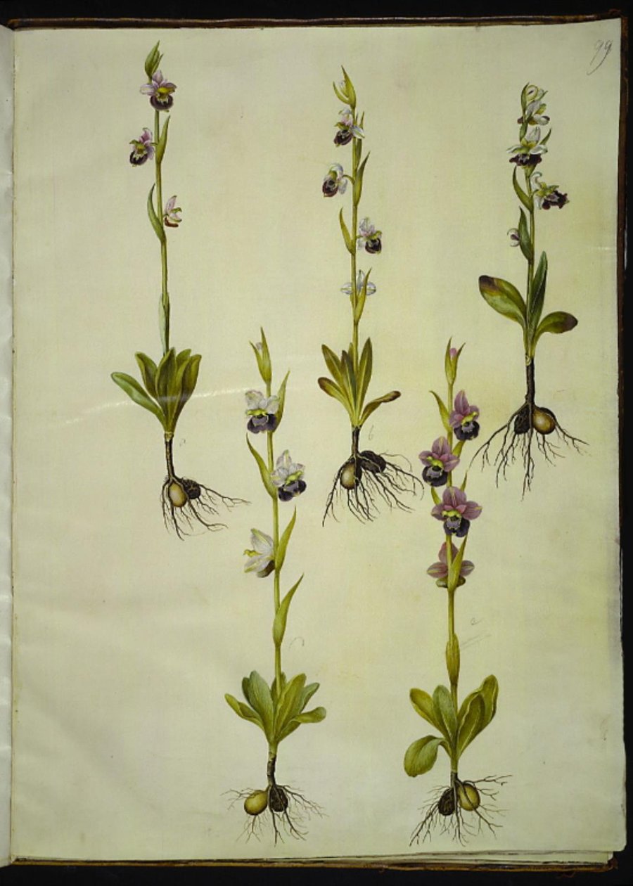Ophrys fuciflora (dron-flueblomst) autorstwa Hans Simon Holtzbecker