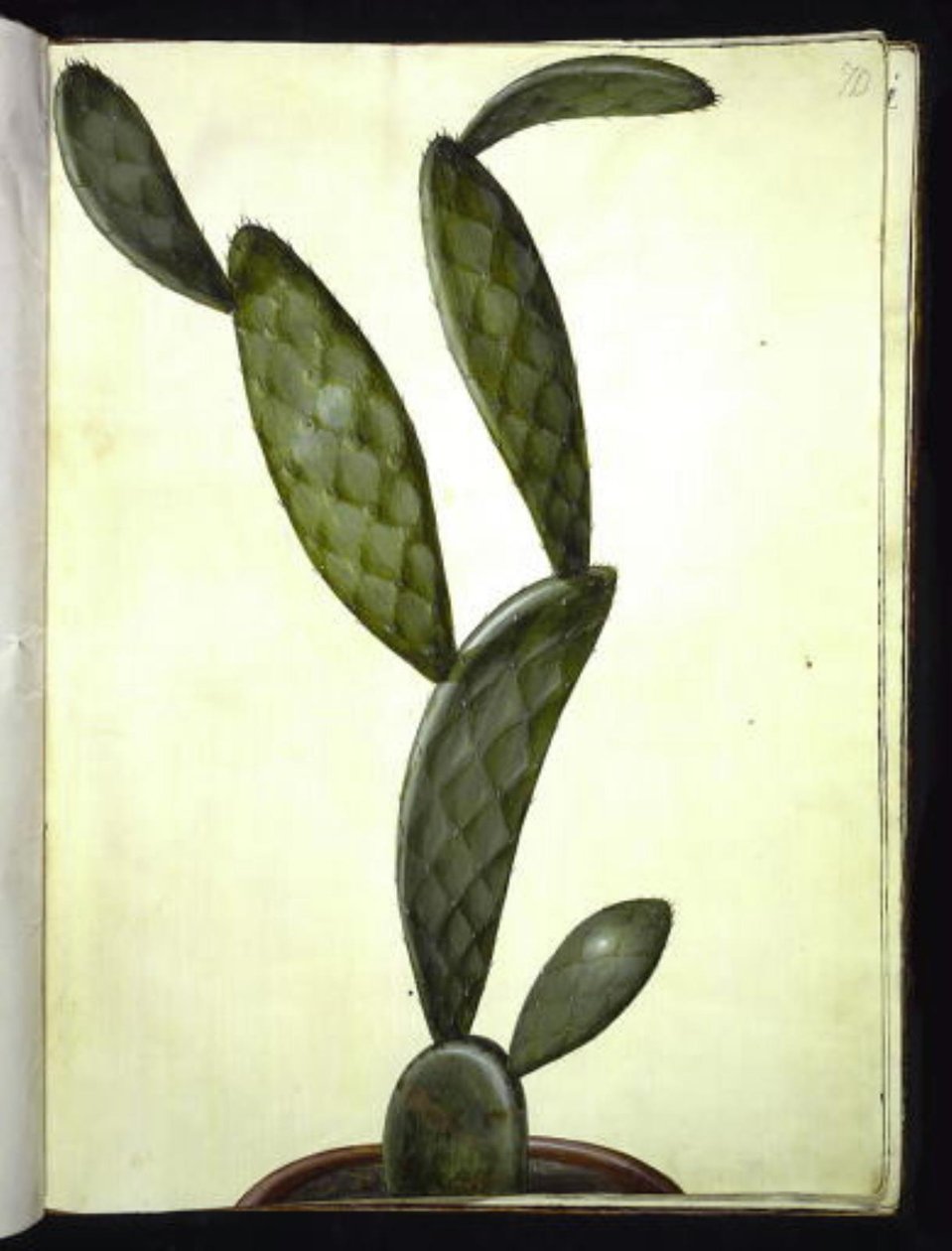 Opuncja monacantha autorstwa Hans Simon Holtzbecker