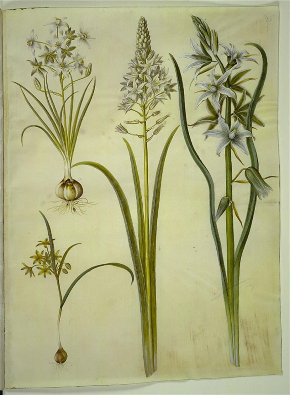 Ornithogalum umbellatum (mleko dla ptaków dietetycznych); Ornithogalum pyramidale (mleko ptasie piramidy); Gagea lutea (powszechna złota gwiazda); Ornithogalum nutans (kiwanie ptasim mlekiem) autorstwa Hans Simon Holtzbecker