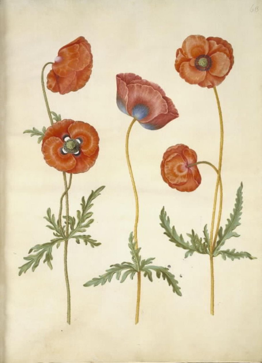 Papaver rhoeas (mak zbożowy) autorstwa Hans Simon Holtzbecker