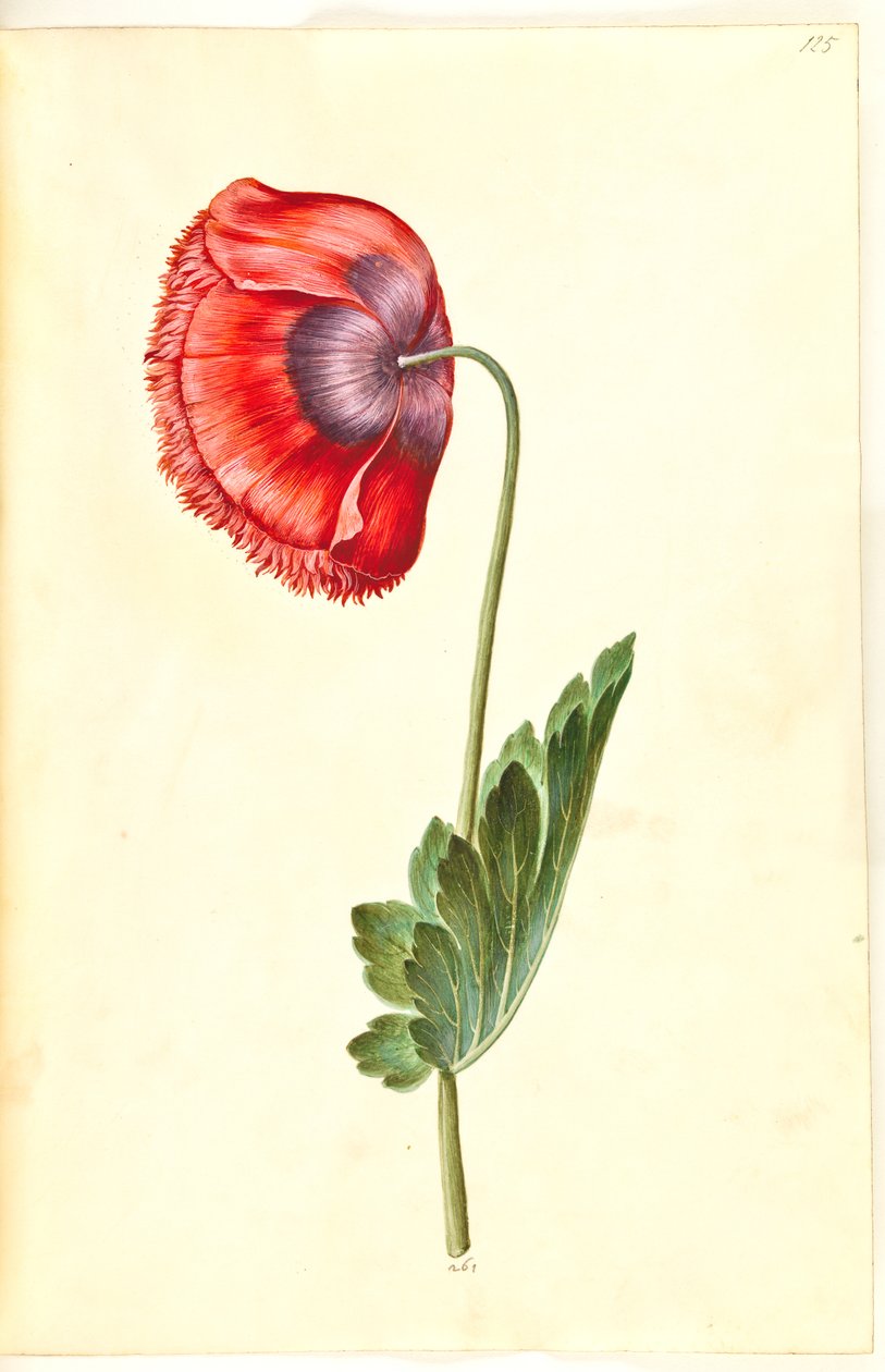 Mak lekarski (mak lekarski) autorstwa Hans Simon Holtzbecker