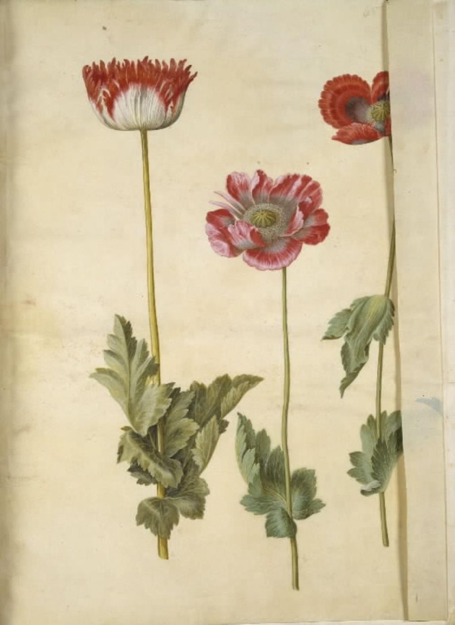 Mak lekarski (mak lekarski) autorstwa Hans Simon Holtzbecker