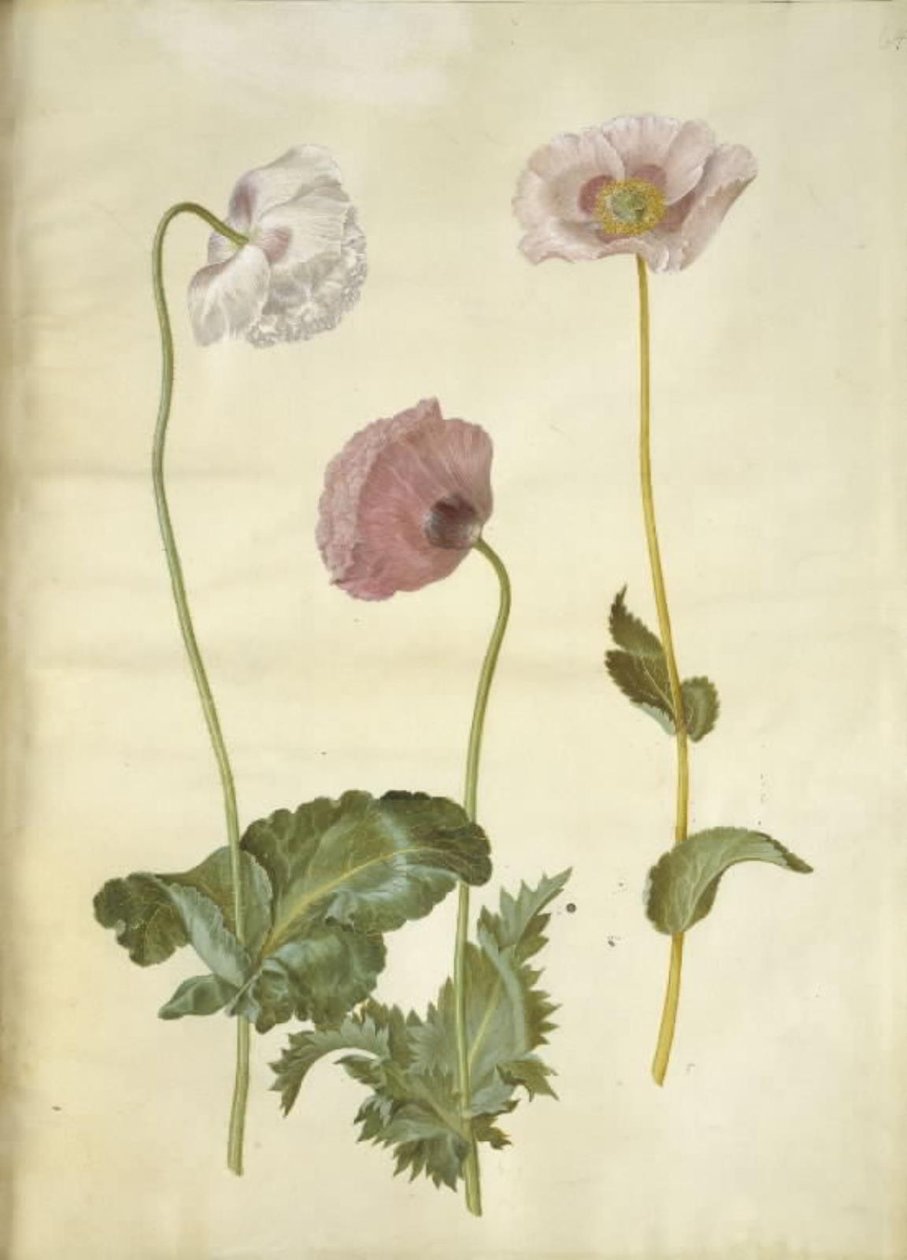 Mak lekarski (mak lekarski) autorstwa Hans Simon Holtzbecker