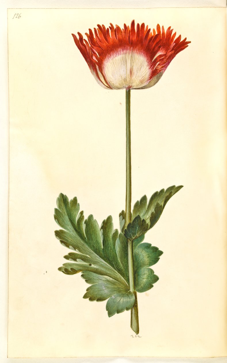 Mak lekarski (mak lekarski) autorstwa Hans Simon Holtzbecker