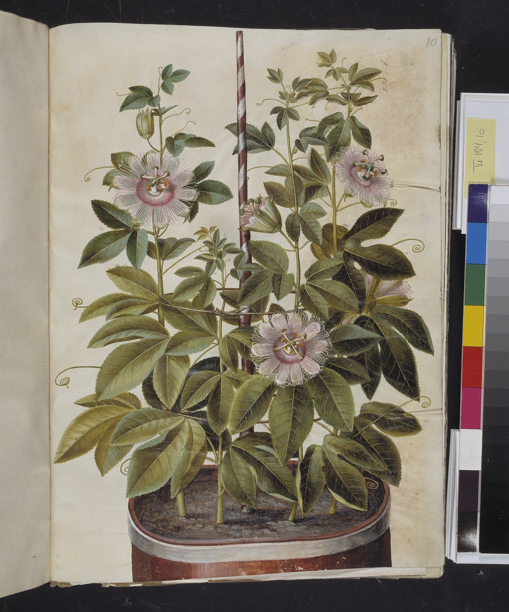 Passiflora incarnata (kwiat pasji) autorstwa Hans Simon Holtzbecker