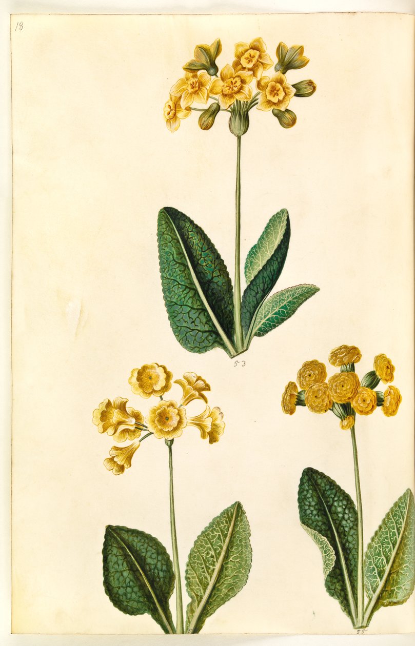 Pierwiosnek × polyantha (?); Wiosenne pierwiosnki (?) autorstwa Hans Simon Holtzbecker