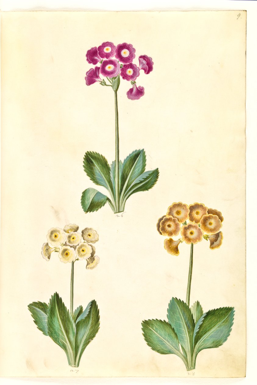 Pierwiosnek ×pubescens (mają-aurikel) autorstwa Hans Simon Holtzbecker