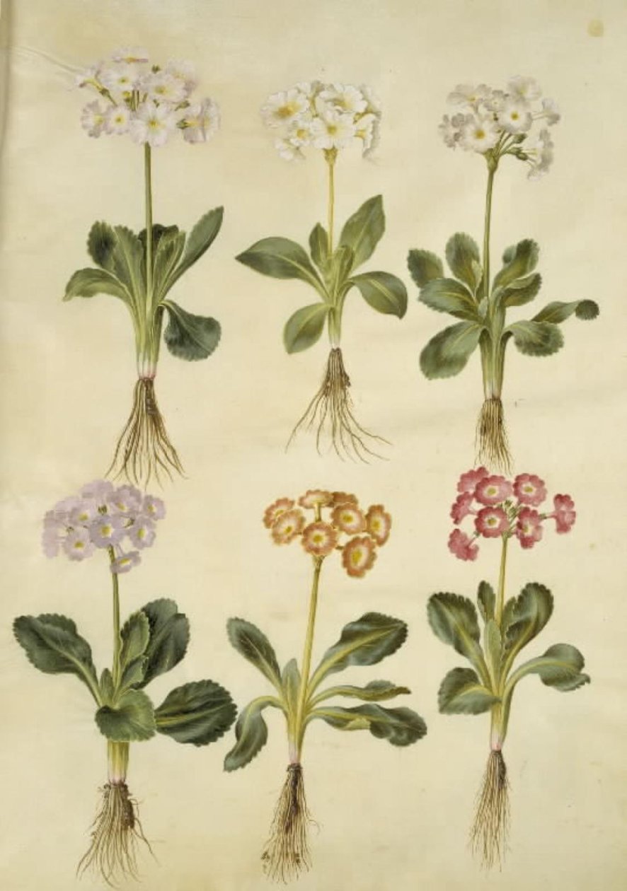 Pierwiosnek ×pubescens (mają-aurikel) autorstwa Hans Simon Holtzbecker