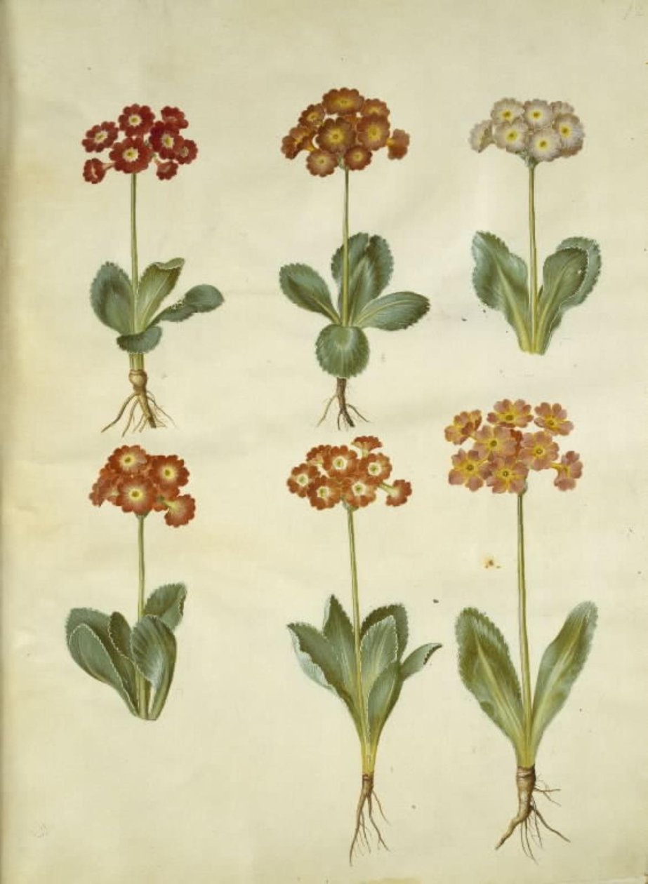 Pierwiosnek ×pubescens (mają-aurikel) autorstwa Hans Simon Holtzbecker