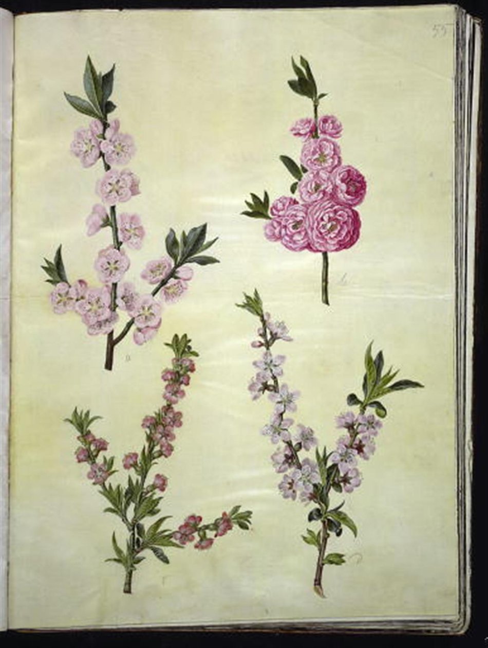 Prunus dulcis (migdał); Prunus persica autorstwa Hans Simon Holtzbecker
