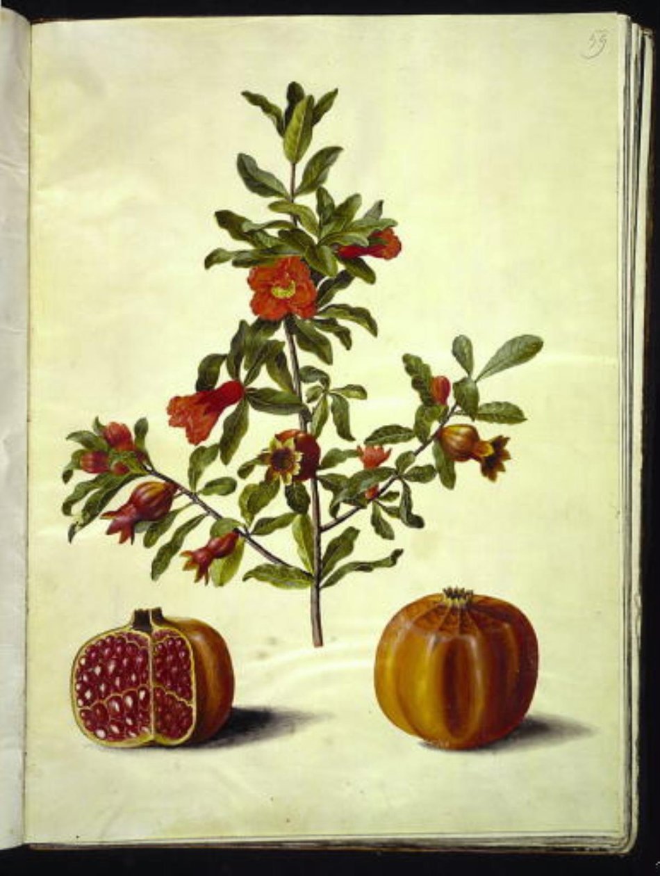 Punica granatum (granat) autorstwa Hans Simon Holtzbecker