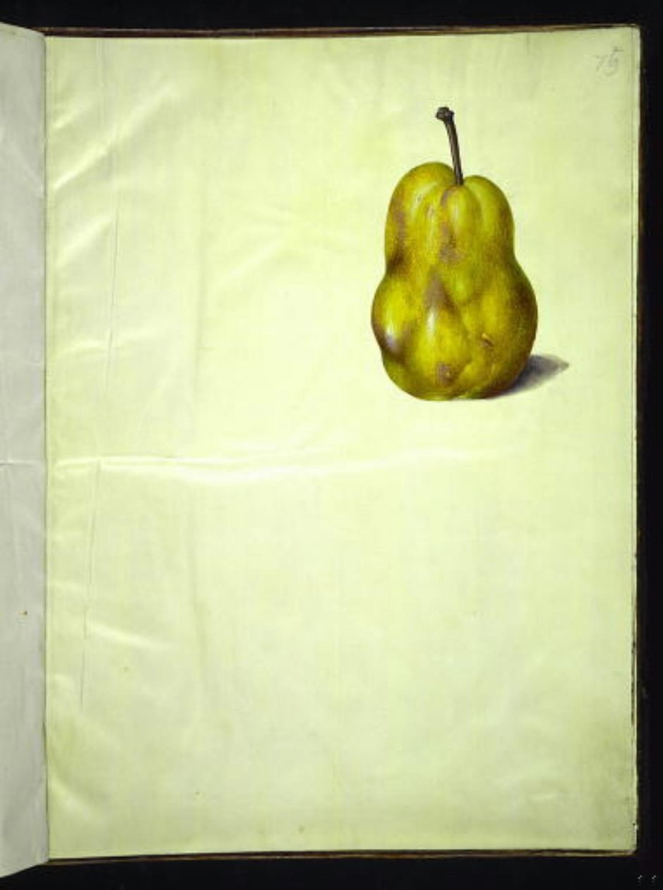 Pyrus communis (gruszka zwyczajna) autorstwa Hans Simon Holtzbecker