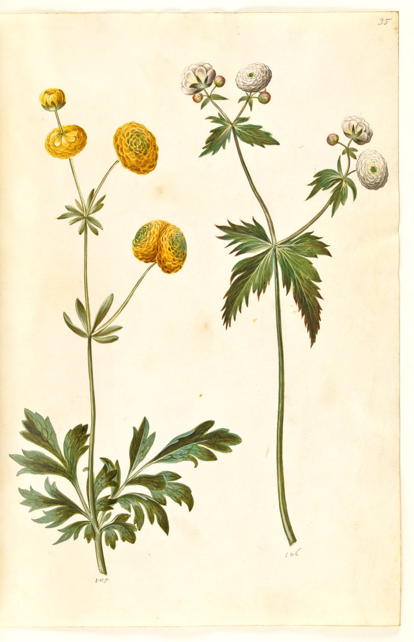 Ranunculus acris (jaskier złoty guzik); Ranunculus aconitifolius (jaskier srebrny guzik) autorstwa Hans Simon Holtzbecker