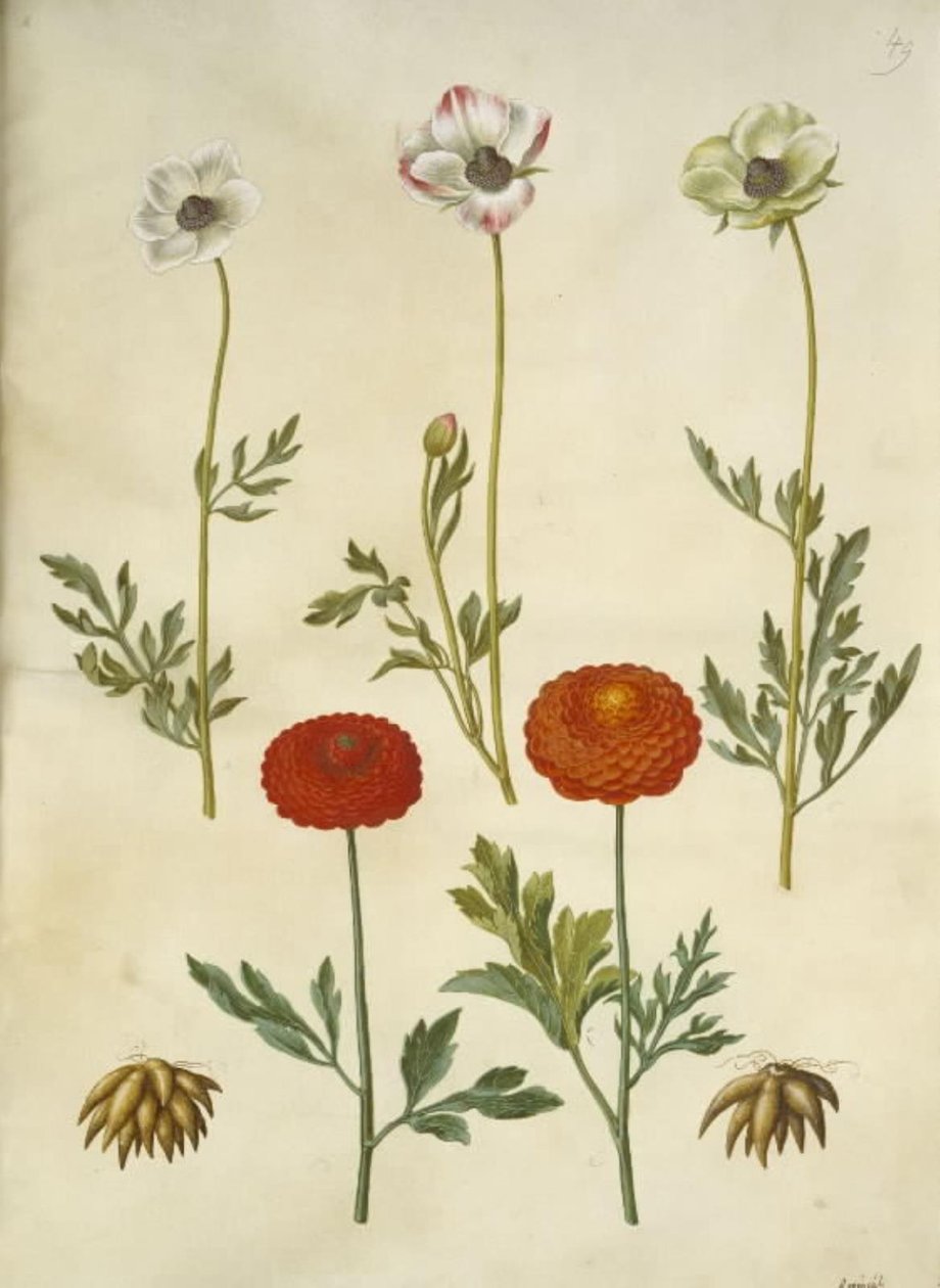 Ranunculus asiatica (ranunkel) autorstwa Hans Simon Holtzbecker