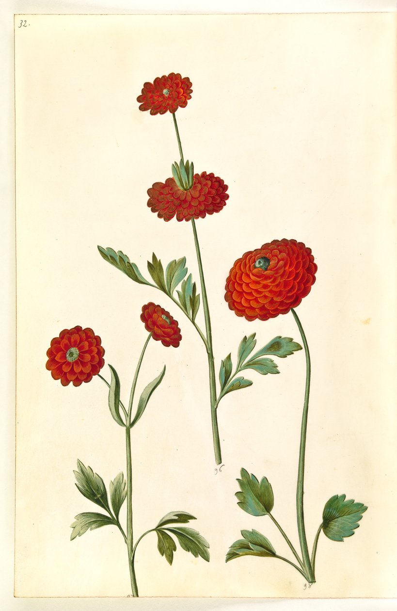 Ranunculus asiatica (ranunkel) autorstwa Hans Simon Holtzbecker