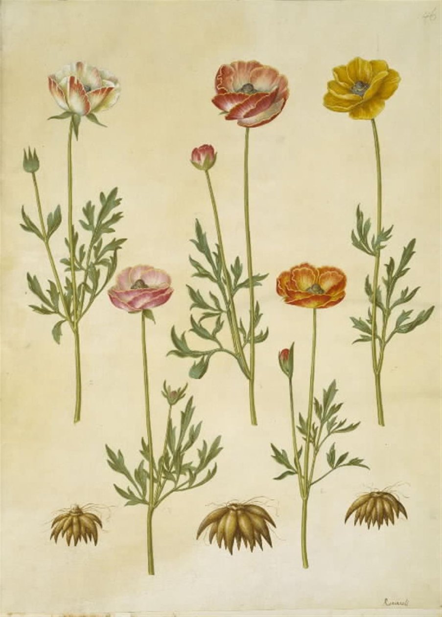 Ranunculus asiatica (ranunkel) autorstwa Hans Simon Holtzbecker