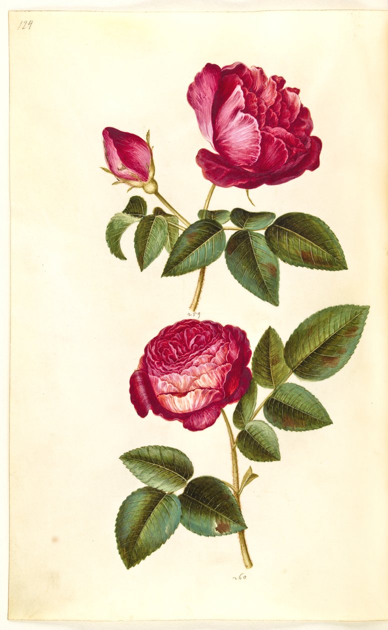Rosa gallica (apoteker-róża); Rosa (?) (Róże) autorstwa Hans Simon Holtzbecker