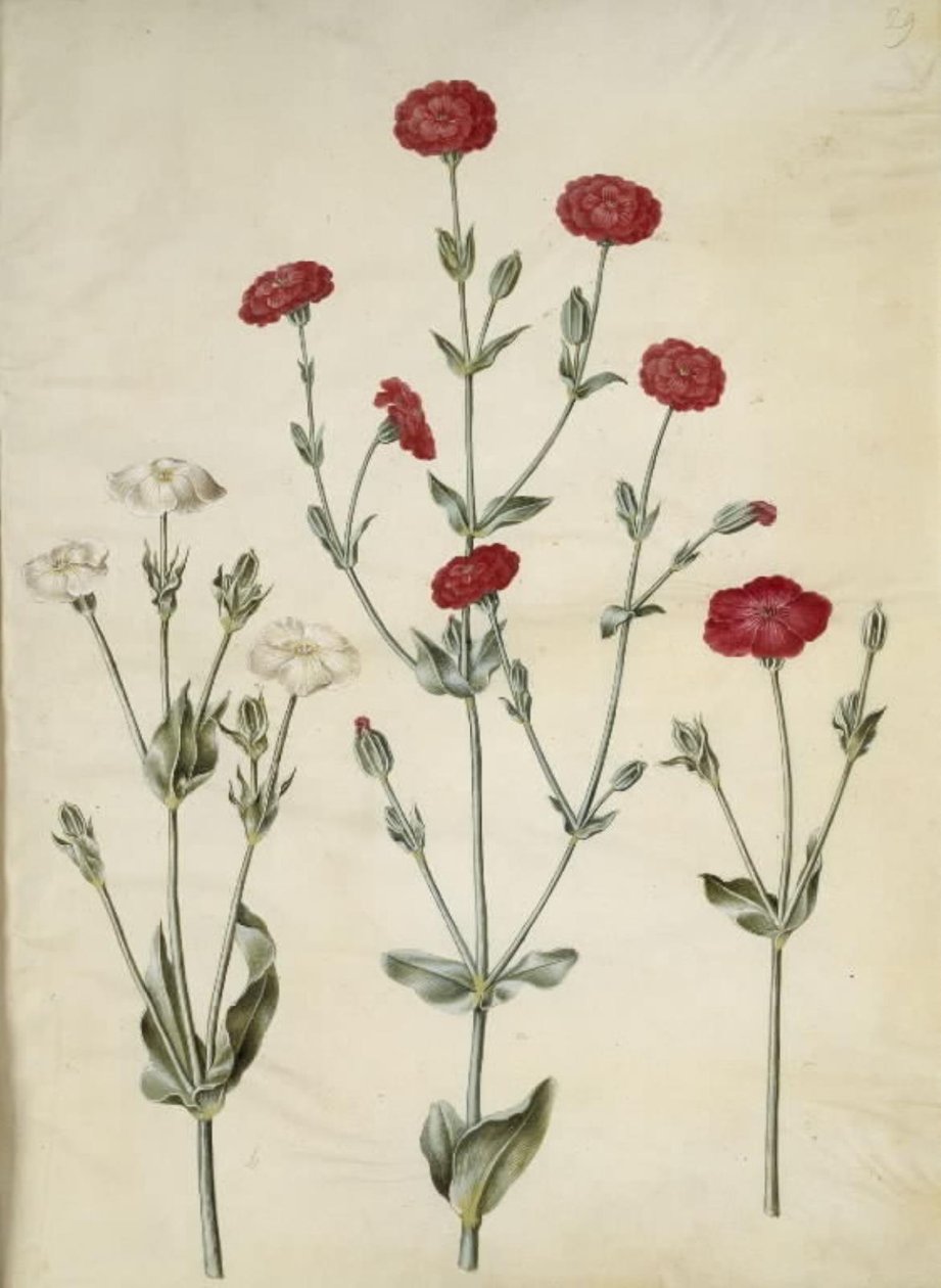 Silene coronaria (korona jeżowca) autorstwa Hans Simon Holtzbecker