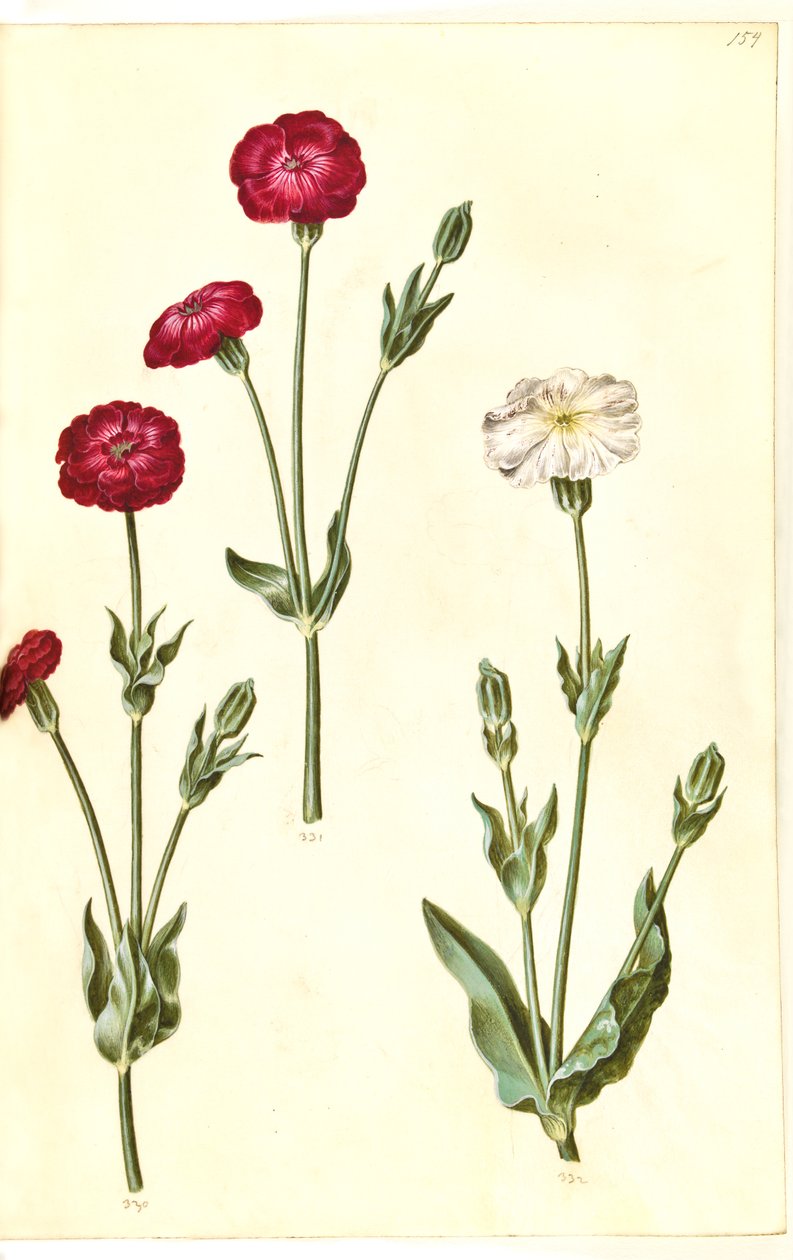 Silene coronaria (korona jeżowca) autorstwa Hans Simon Holtzbecker