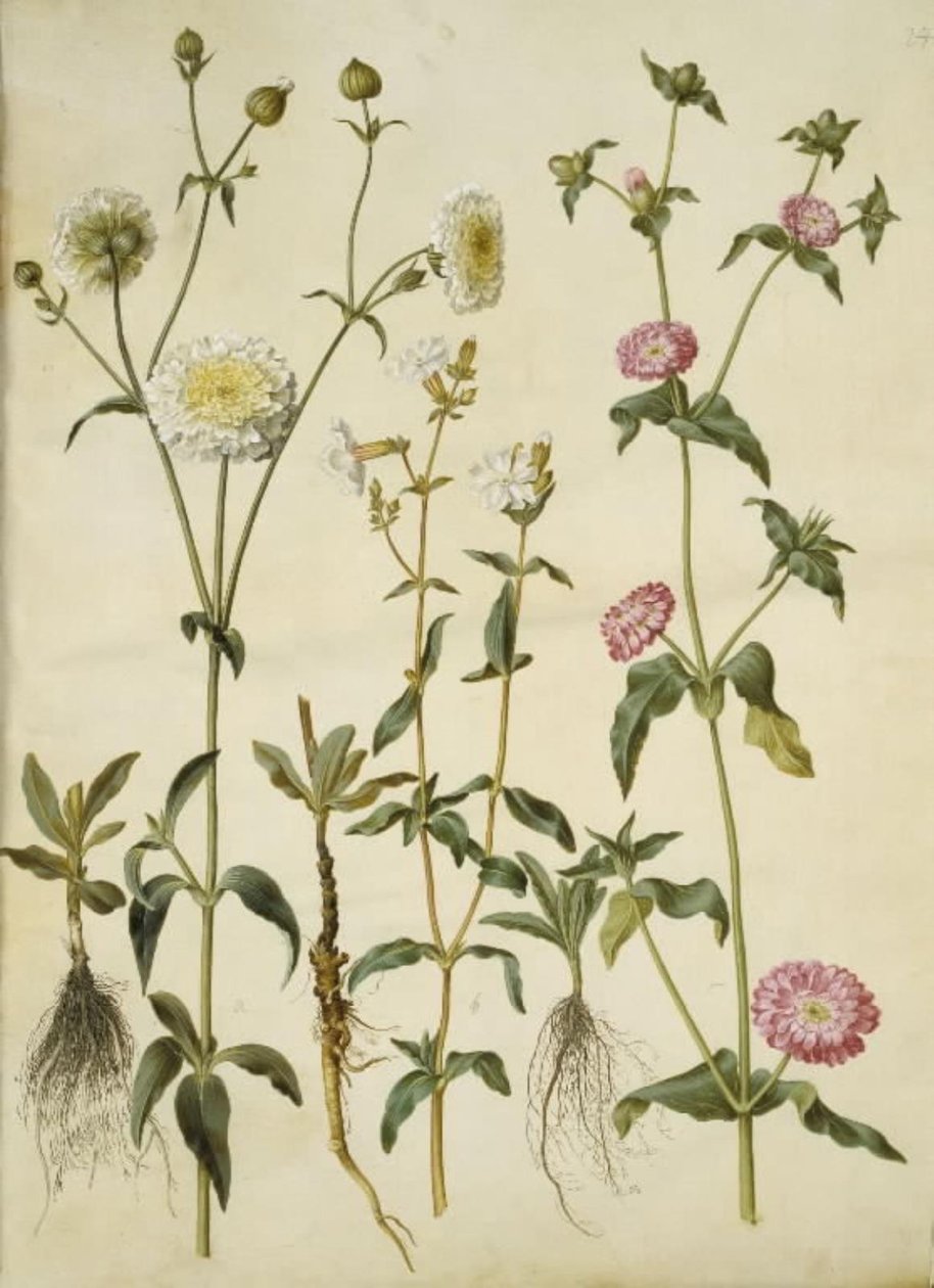 Silene latifolia (gwiazda wieczorna); Silene dioica (gwiazda dzienna) autorstwa Hans Simon Holtzbecker