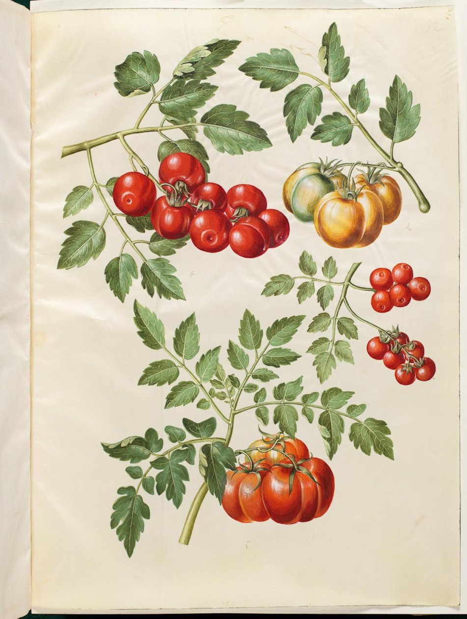 Solanum lycopersicum L. (pomidor almindelig) autorstwa Hans Simon Holtzbecker