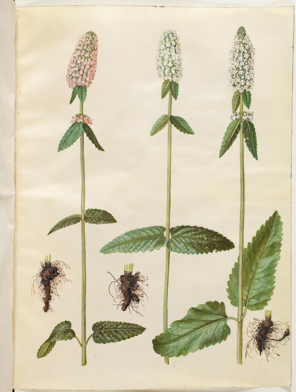 Stachys officinalis (betony medyczne) autorstwa Hans Simon Holtzbecker