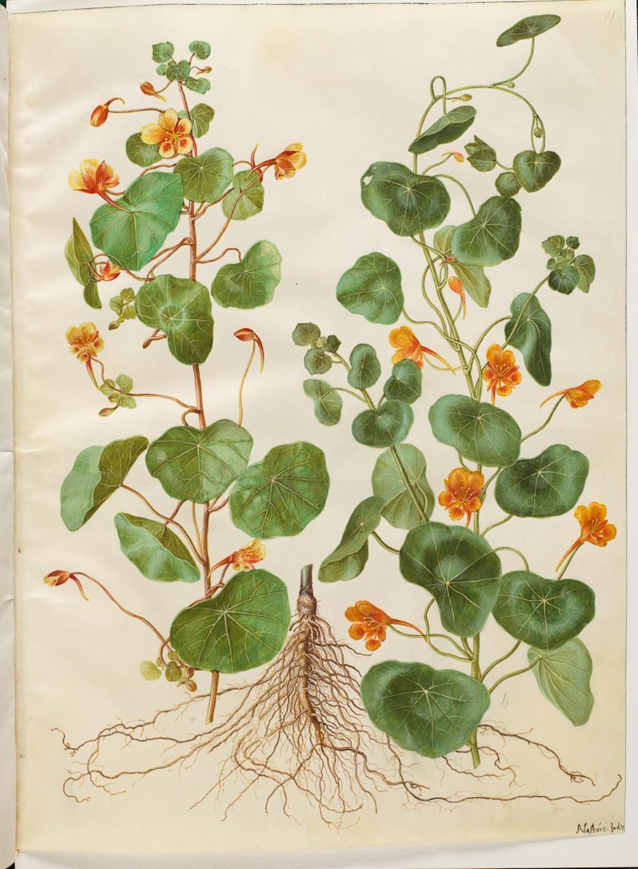 Tropaeolum minus (drobna rzeżucha) autorstwa Hans Simon Holtzbecker