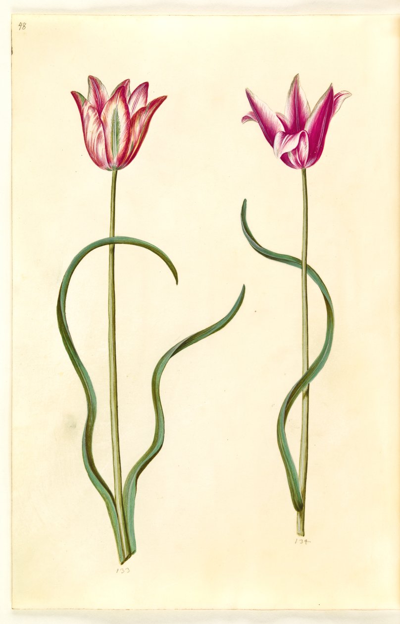 Tulipa clusiana (clusius-tulipan) autorstwa Hans Simon Holtzbecker