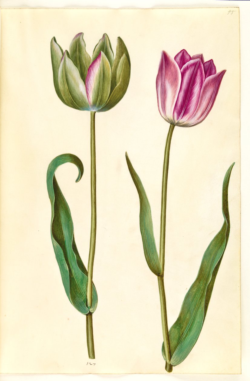 Tulipa gesneriana (tulipan) autorstwa Hans Simon Holtzbecker