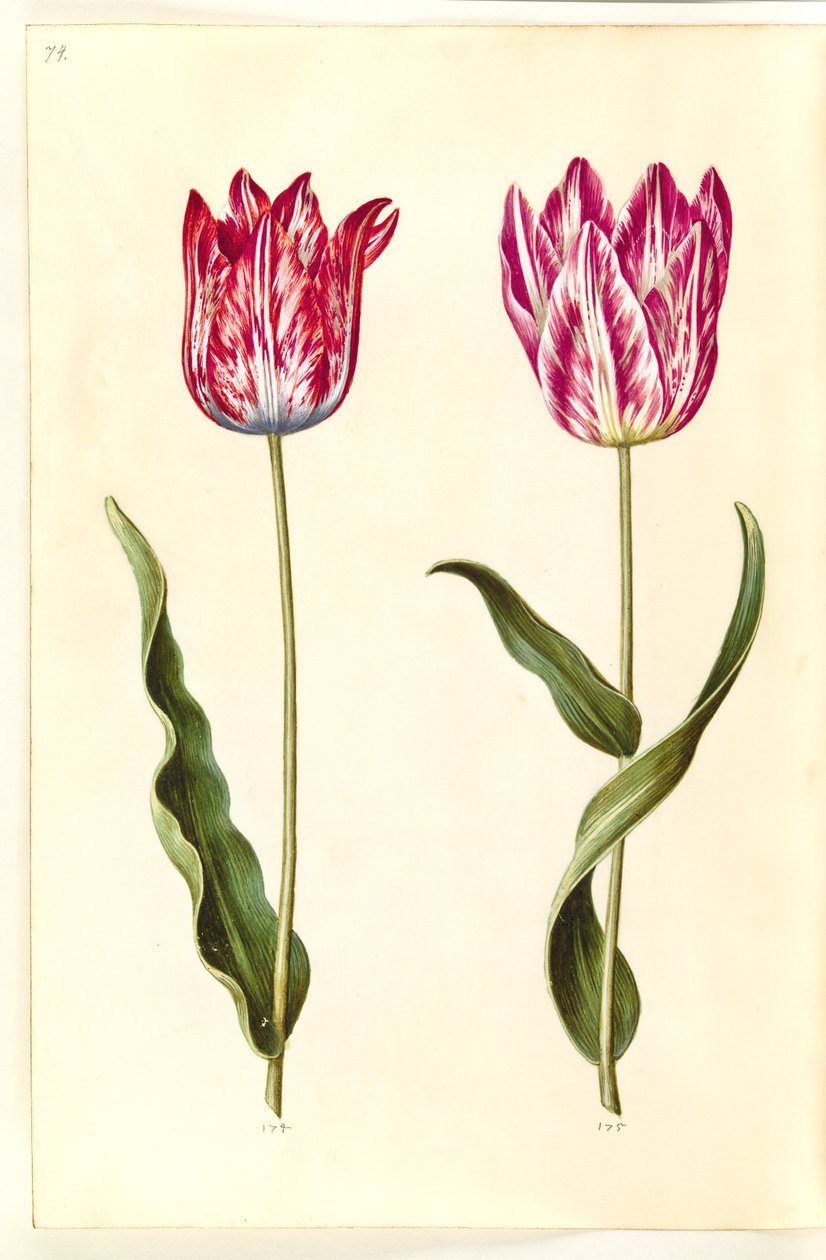 Tulipa gesneriana (tulipan) autorstwa Hans Simon Holtzbecker