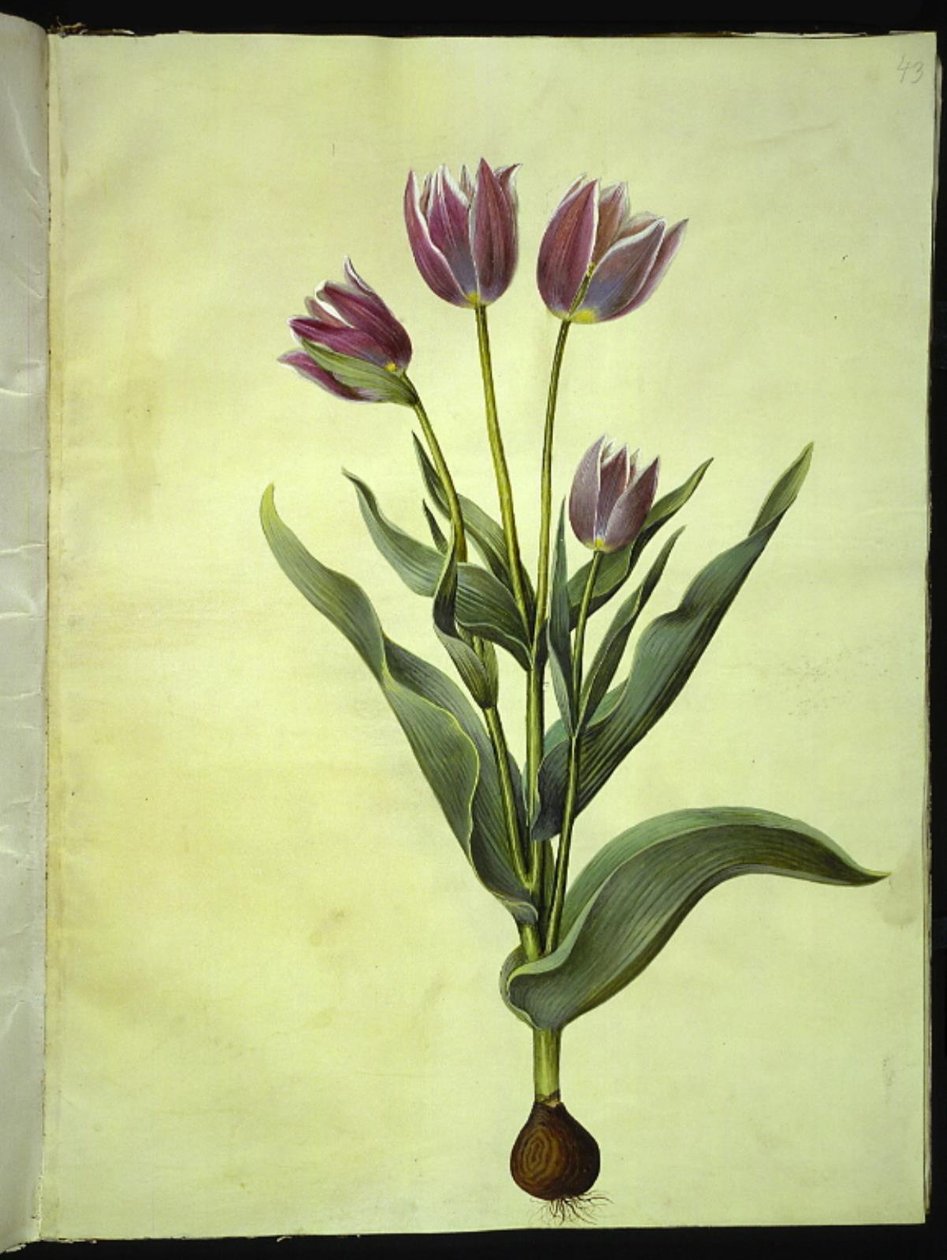 Tulipa gesneriana (tulipan) autorstwa Hans Simon Holtzbecker