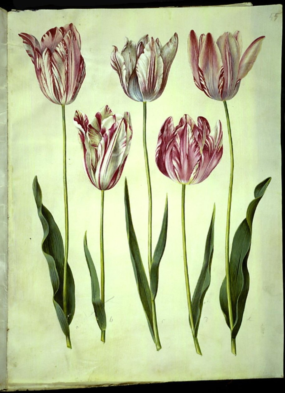 Tulipa gesneriana (tulipan) autorstwa Hans Simon Holtzbecker