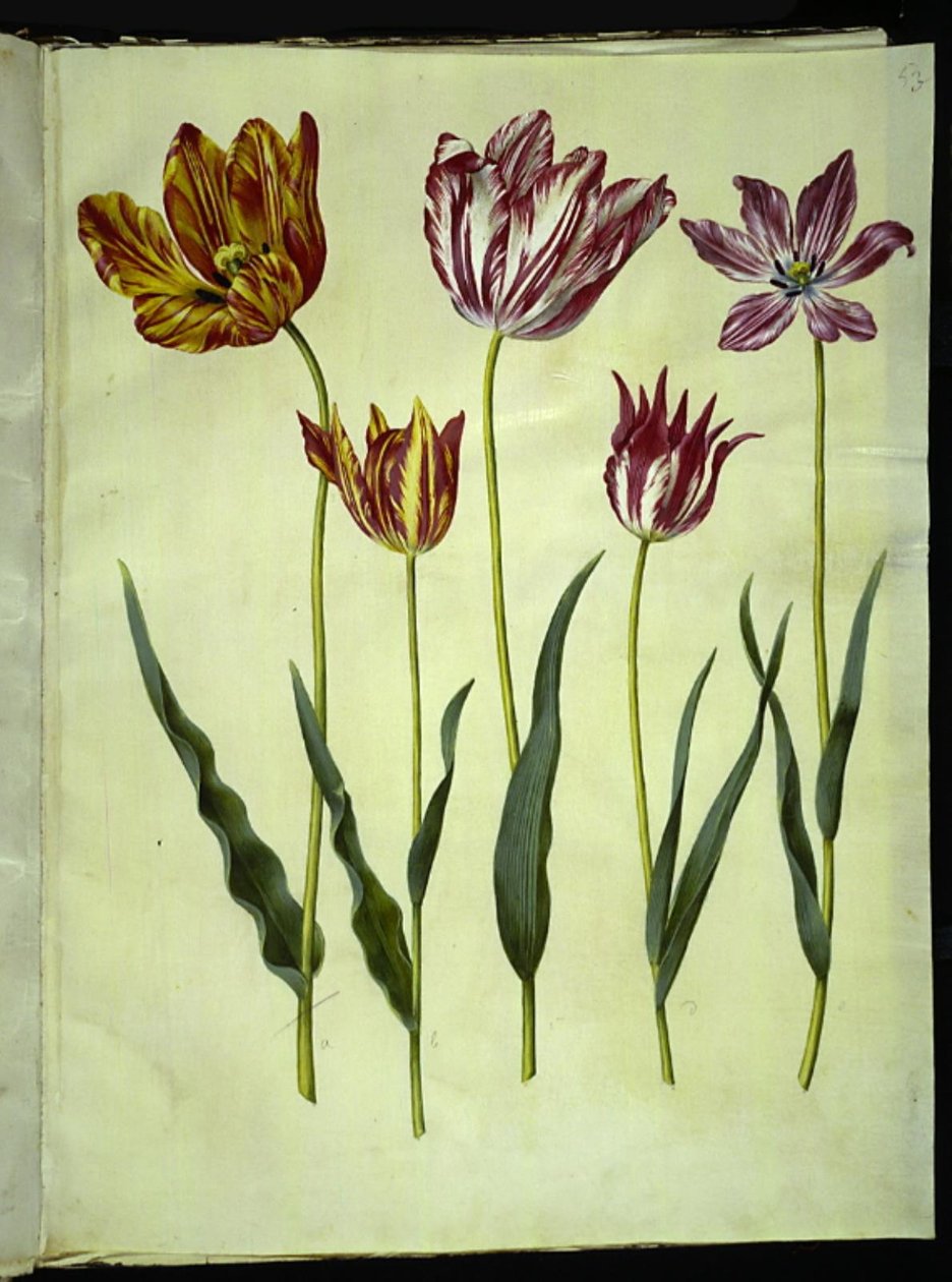 Tulipa gesneriana (tulipan) autorstwa Hans Simon Holtzbecker