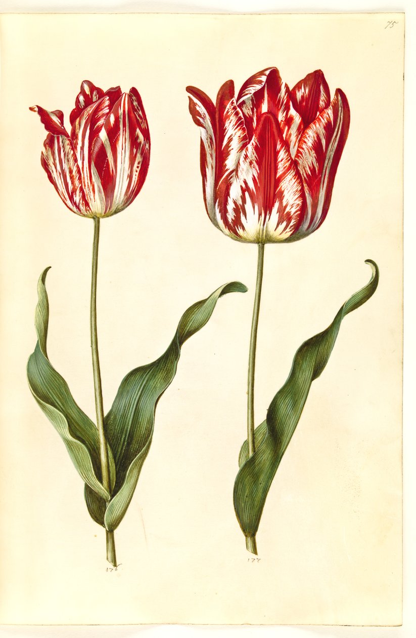 Tulipa gesneriana (tulipan) autorstwa Hans Simon Holtzbecker