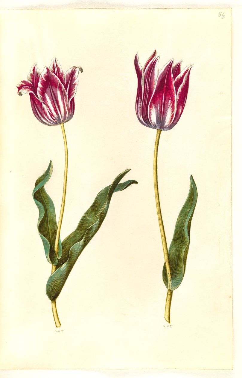 Tulipa gesneriana (tulipan) autorstwa Hans Simon Holtzbecker