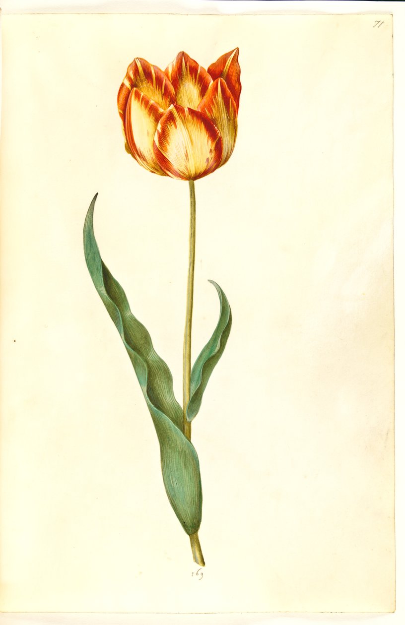 Tulipa gesneriana (tulipan) autorstwa Hans Simon Holtzbecker