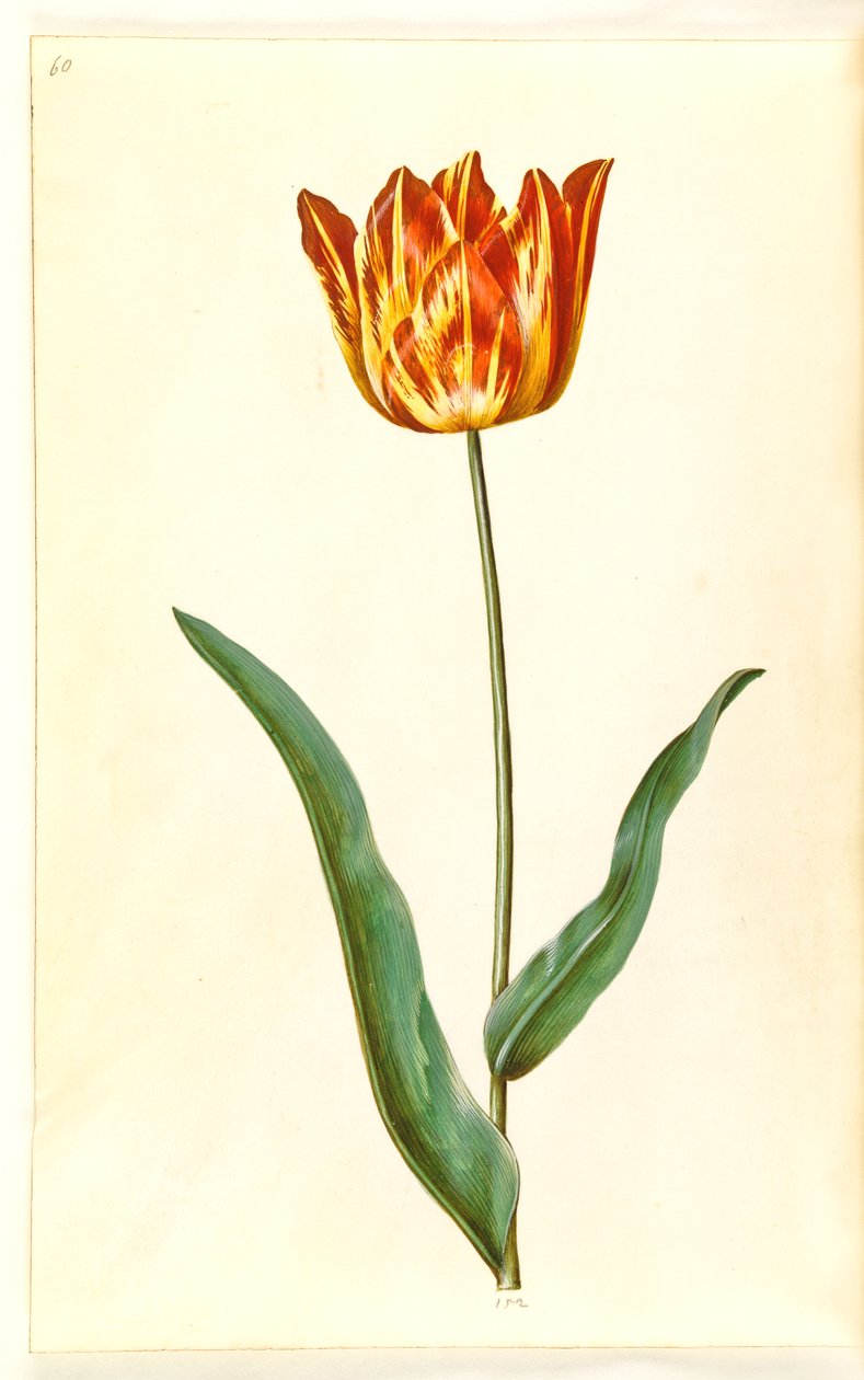 Tulipa gesneriana (tulipan) autorstwa Hans Simon Holtzbecker