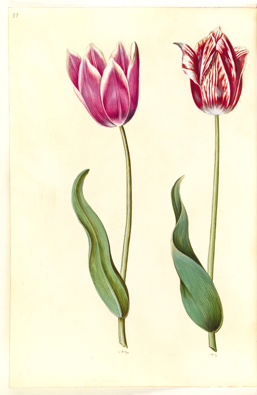 Tulipa gesneriana (tulipan) autorstwa Hans Simon Holtzbecker