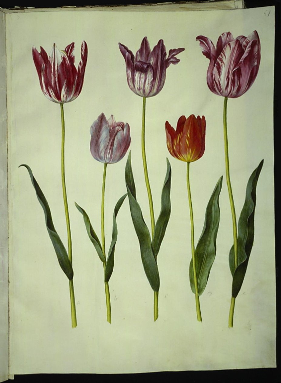 Tulipa gesneriana (tulipan) autorstwa Hans Simon Holtzbecker