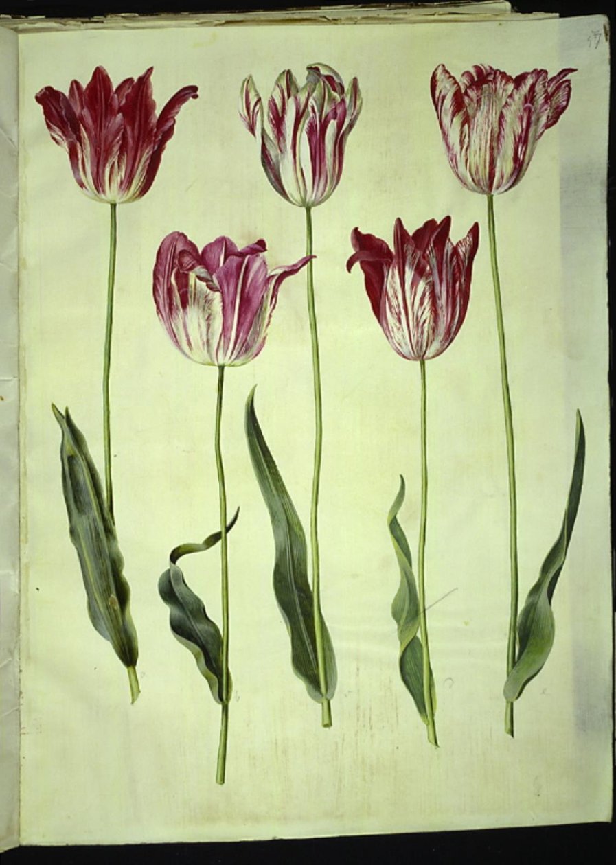 Tulipa gesneriana (tulipan) autorstwa Hans Simon Holtzbecker