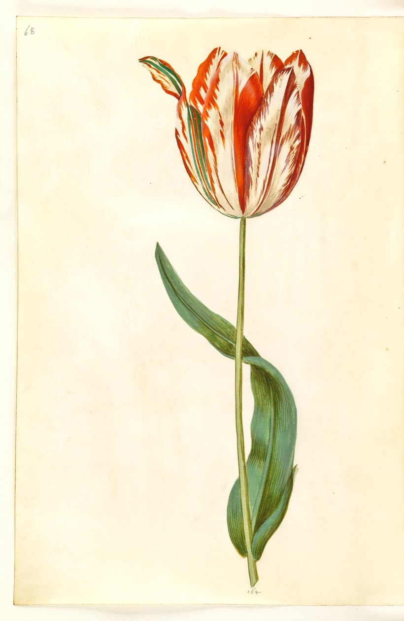 Tulipa gesneriana (tulipan) autorstwa Hans Simon Holtzbecker
