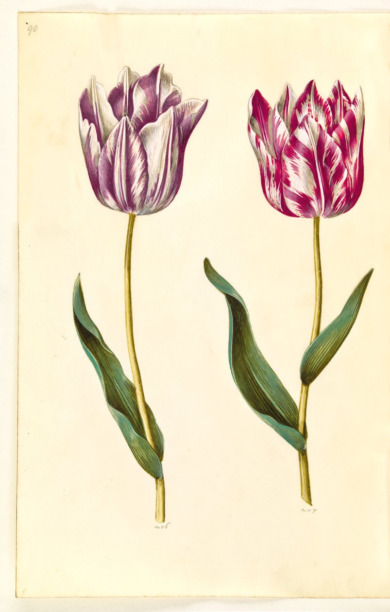 Tulipa gesneriana (tulipan) autorstwa Hans Simon Holtzbecker