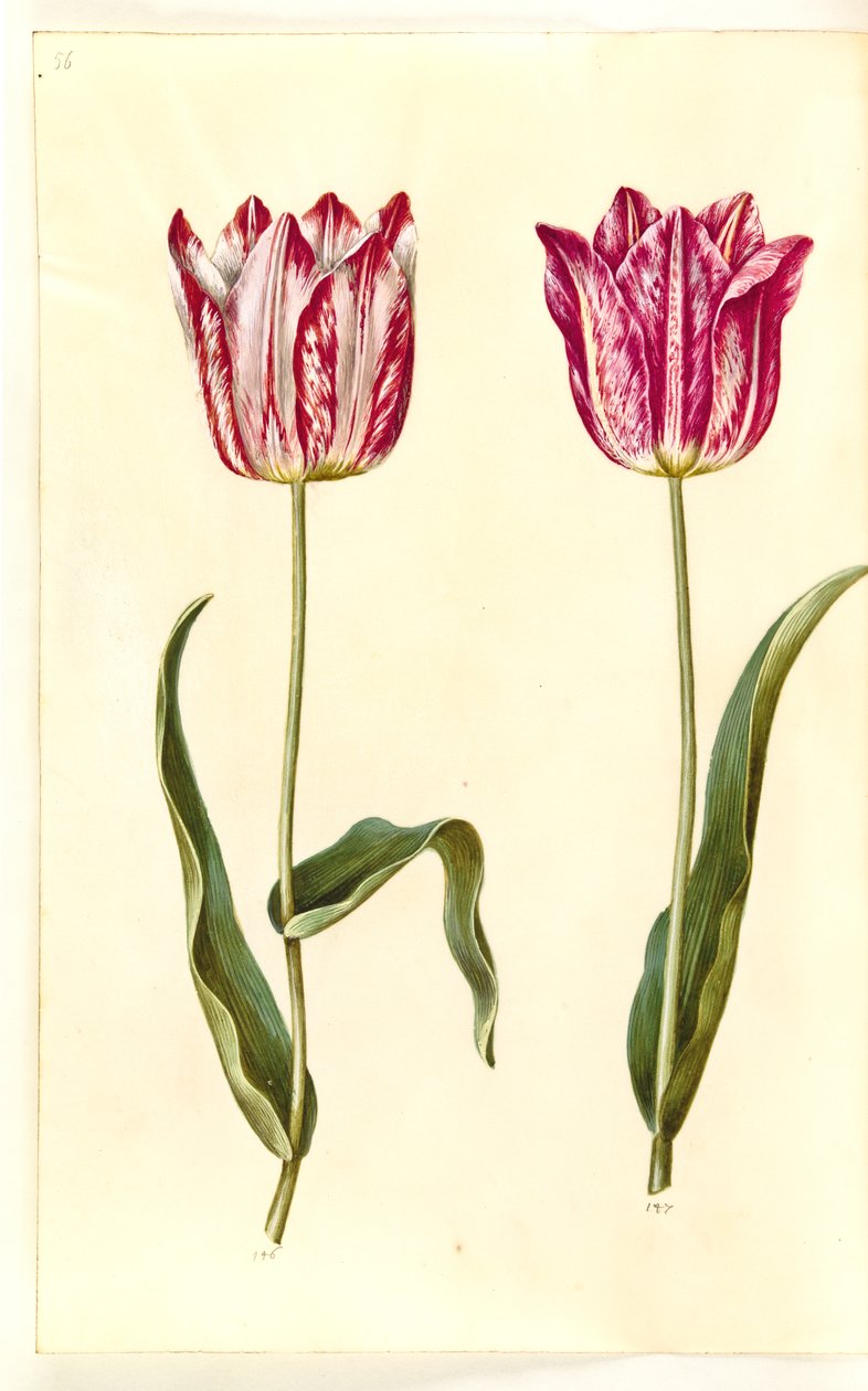 Tulipa gesneriana (tulipan) autorstwa Hans Simon Holtzbecker