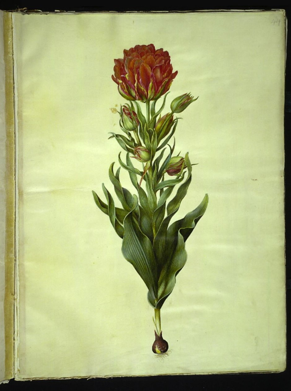 Tulipa gesneriana (tulipan) autorstwa Hans Simon Holtzbecker