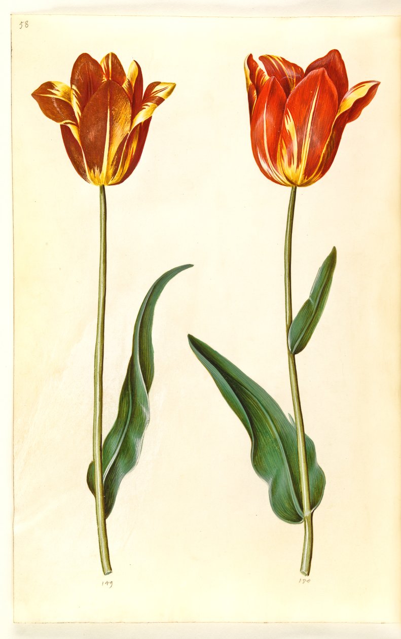 Tulipa gesneriana (tulipan) autorstwa Hans Simon Holtzbecker