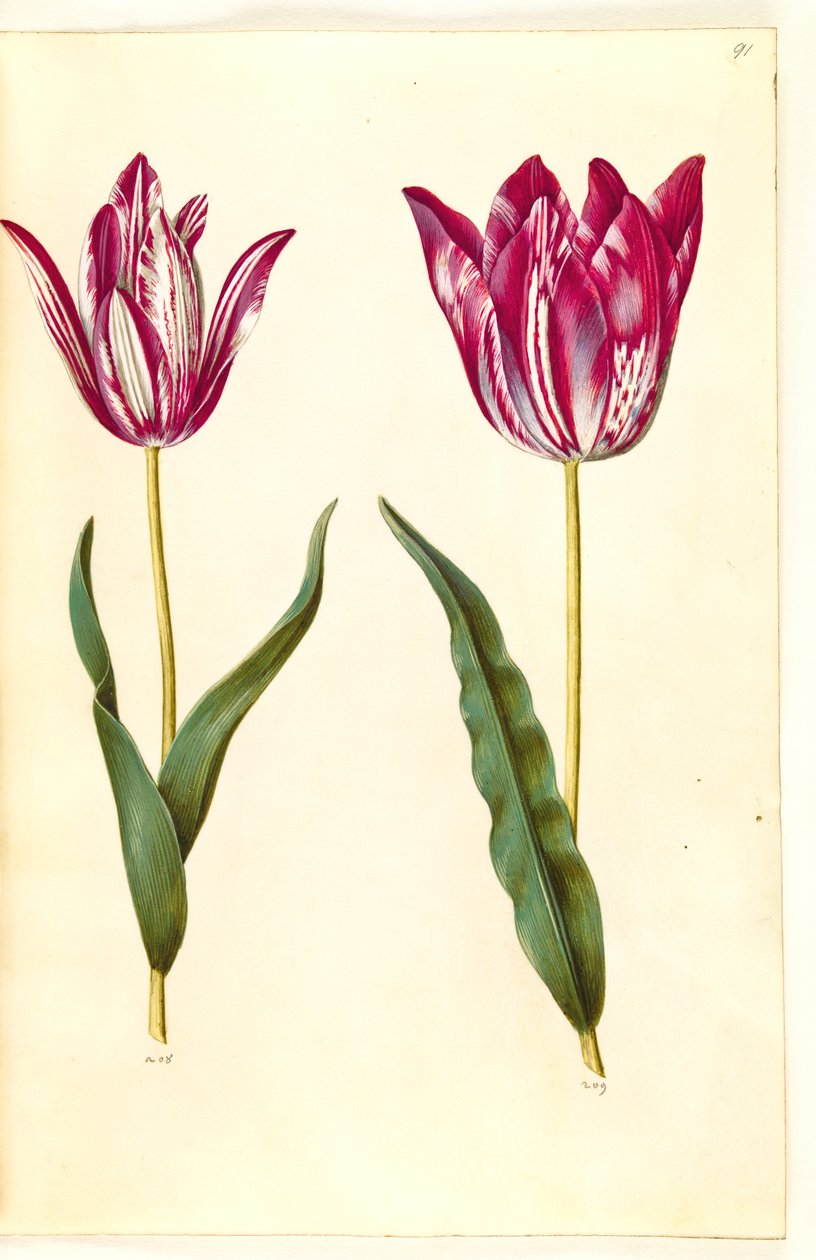 Tulipa gesneriana (tulipan) autorstwa Hans Simon Holtzbecker