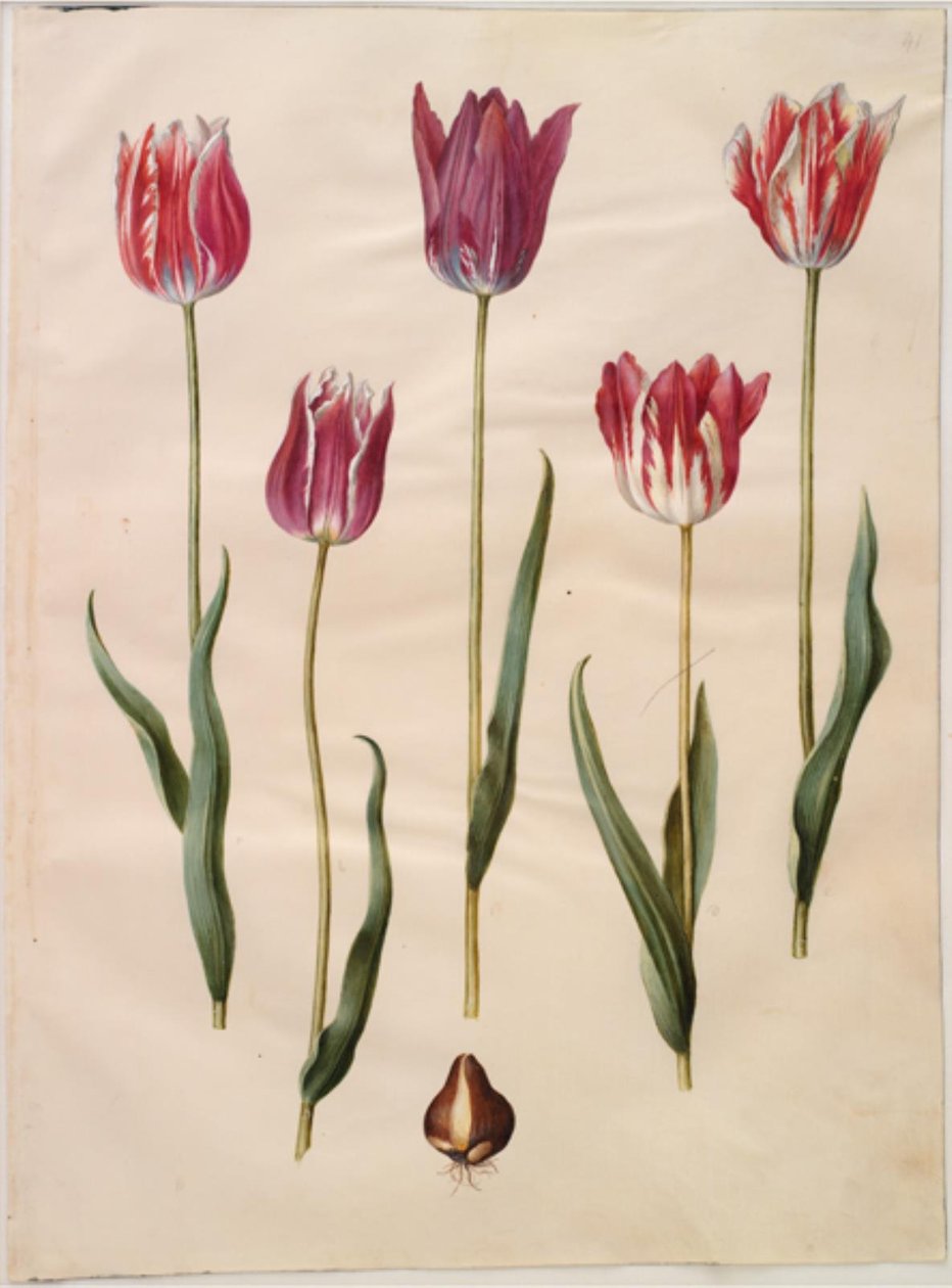 Tulipa gesneriana (tulipan) autorstwa Hans Simon Holtzbecker