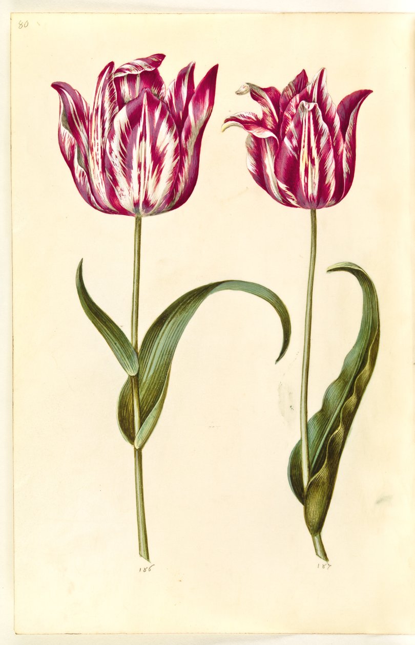 Tulipa gesneriana (tulipan) autorstwa Hans Simon Holtzbecker